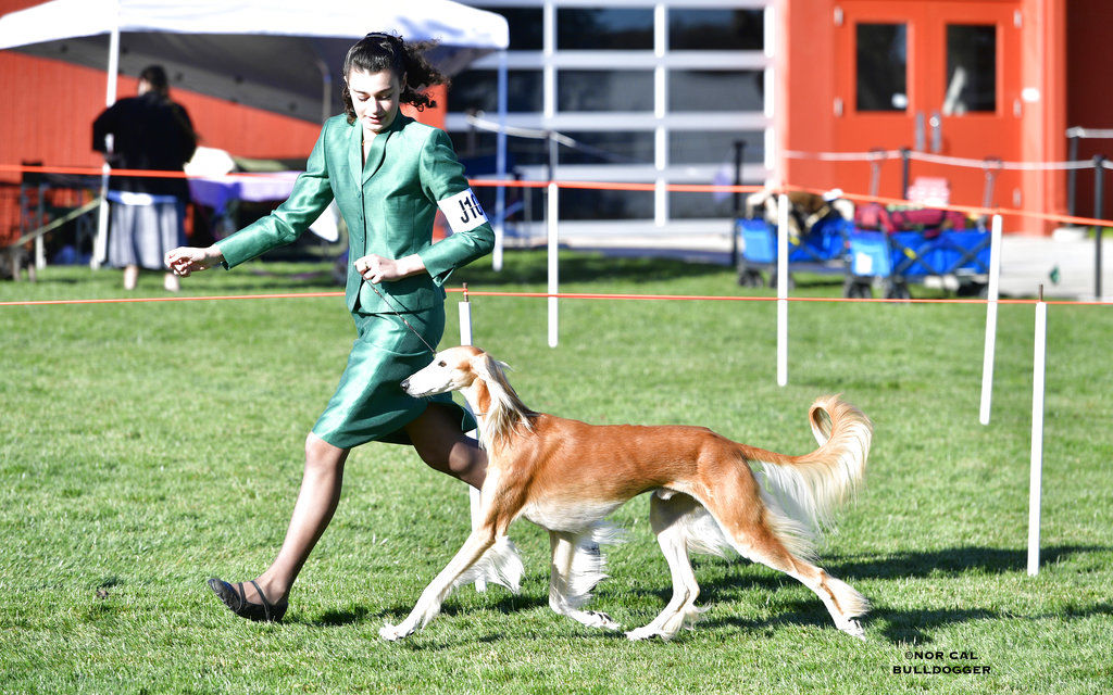 Westminster Dog Show Young Handlers